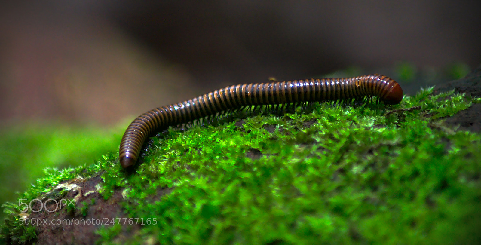 Nikon D90 sample photo. Centipede life photography