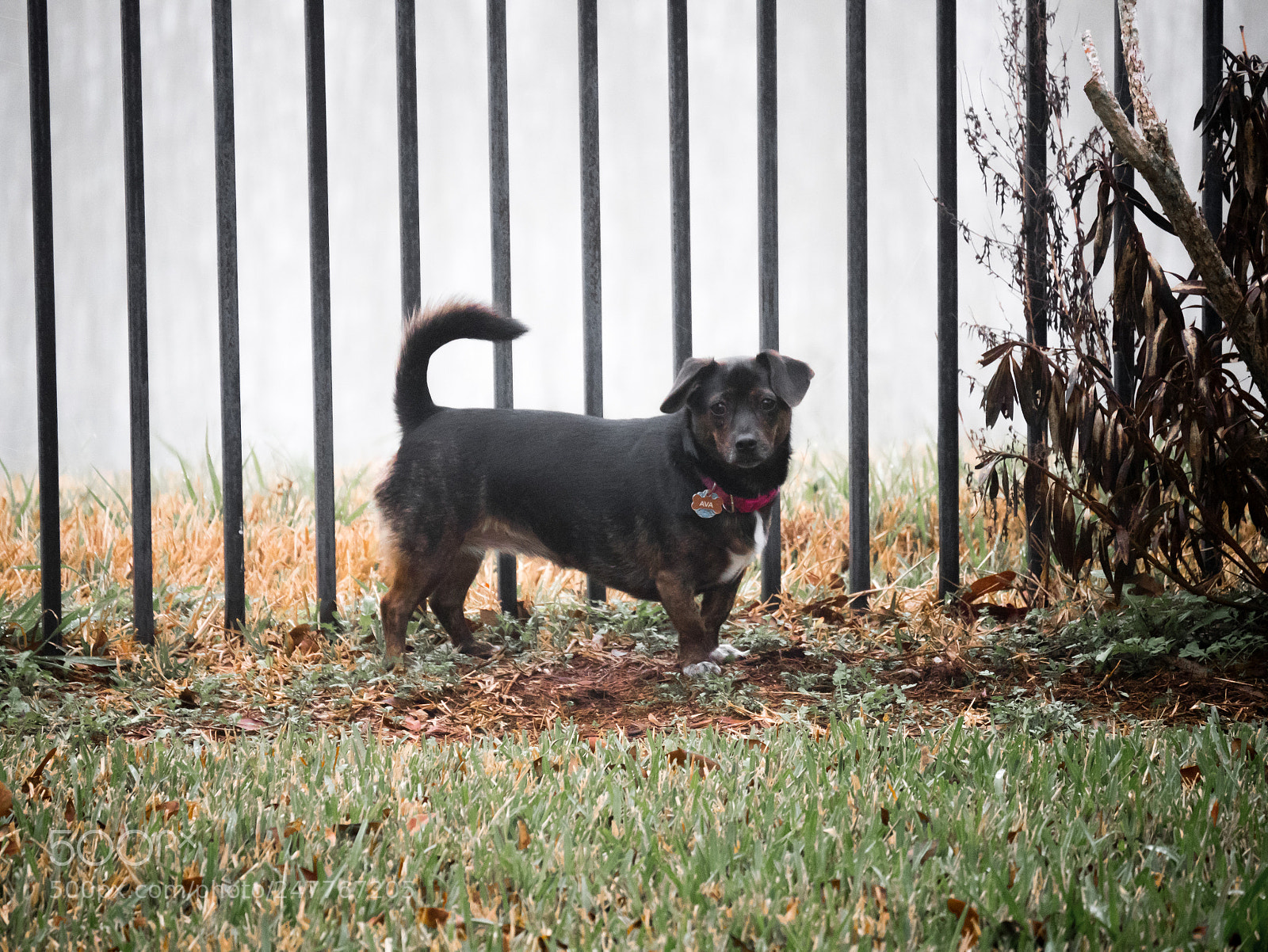 Panasonic Lumix DMC-GX85 (Lumix DMC-GX80 / Lumix DMC-GX7 Mark II) sample photo. Fog as dog photography