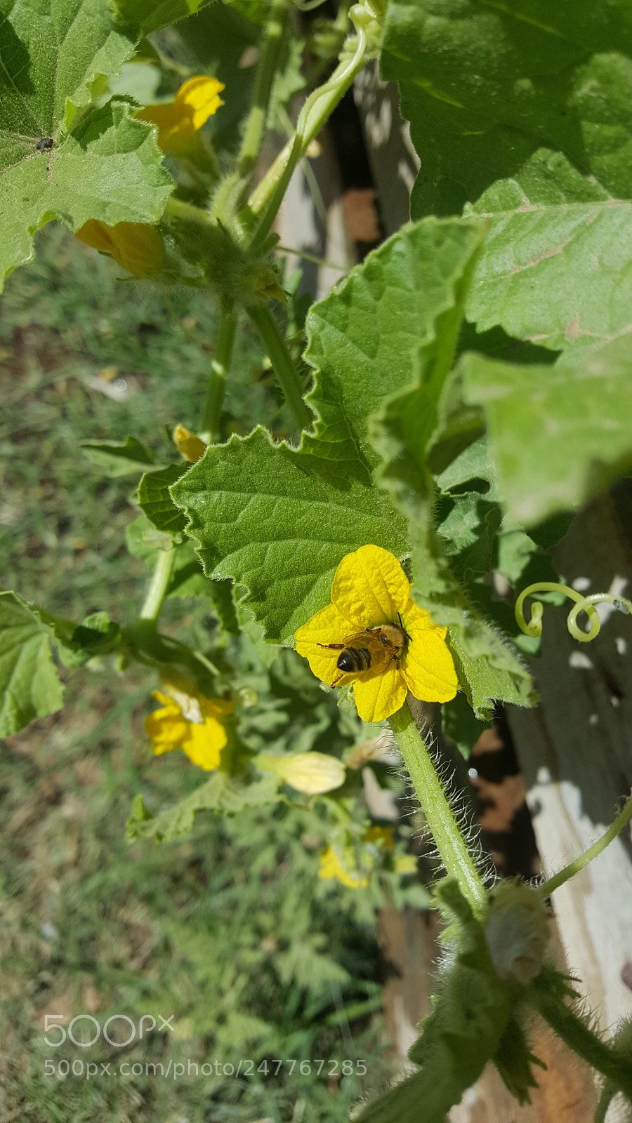 Samsung GALAXY S6 edge sample photo. Pollination photography