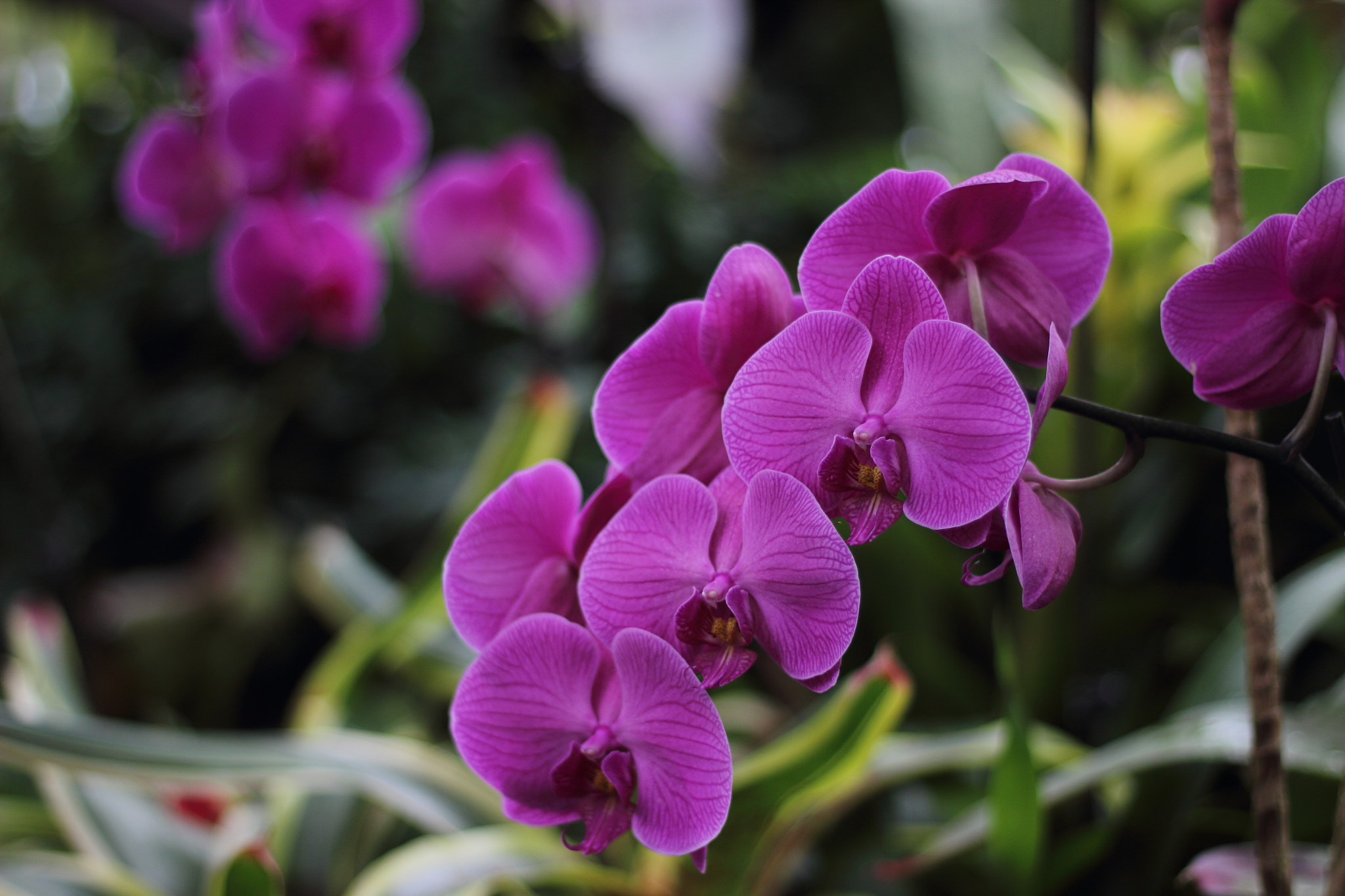 Canon EOS 600D (Rebel EOS T3i / EOS Kiss X5) sample photo. Phippooo photography