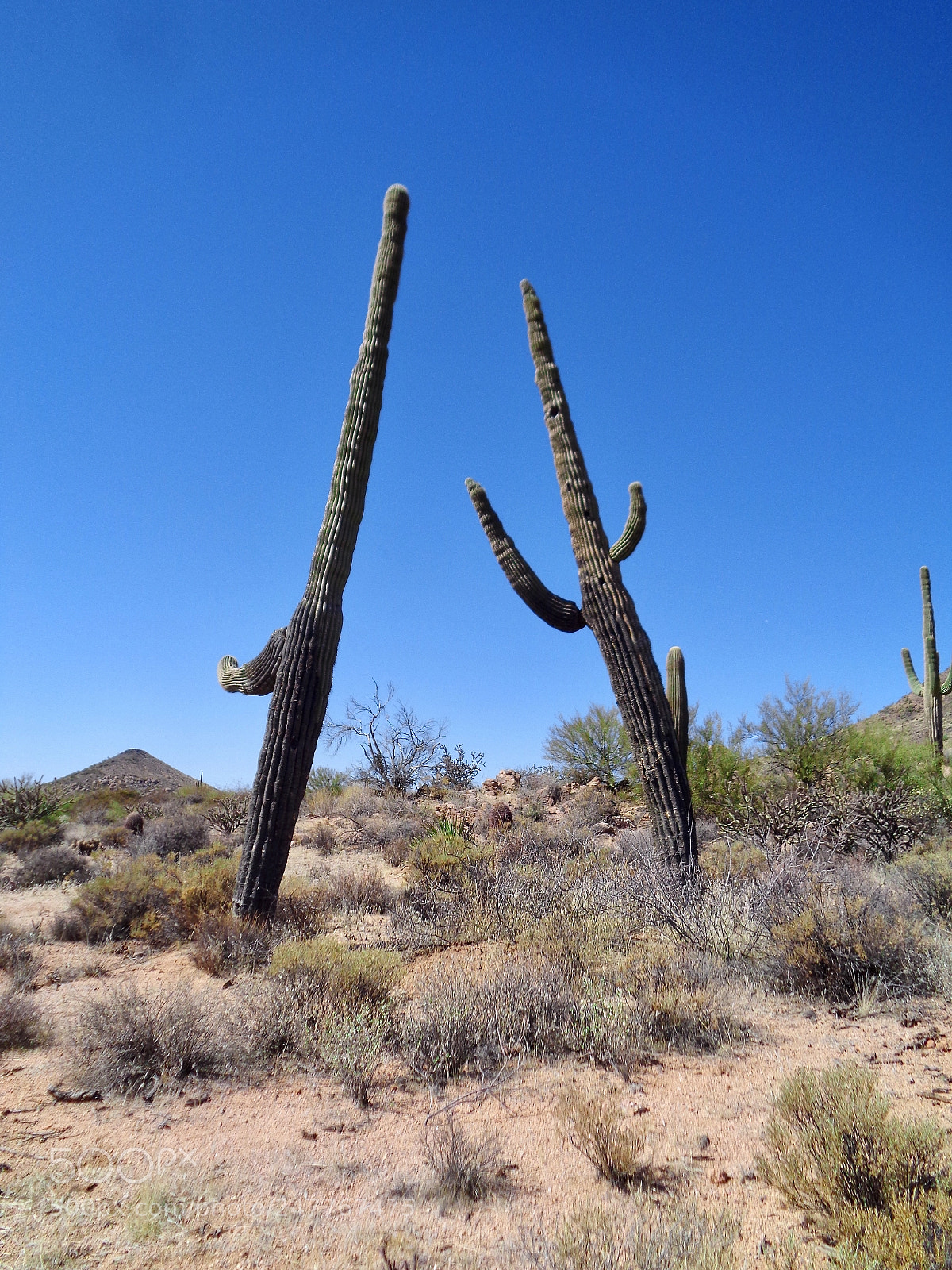 Sony Cyber-shot DSC-W830 sample photo. Saguaro dance photography