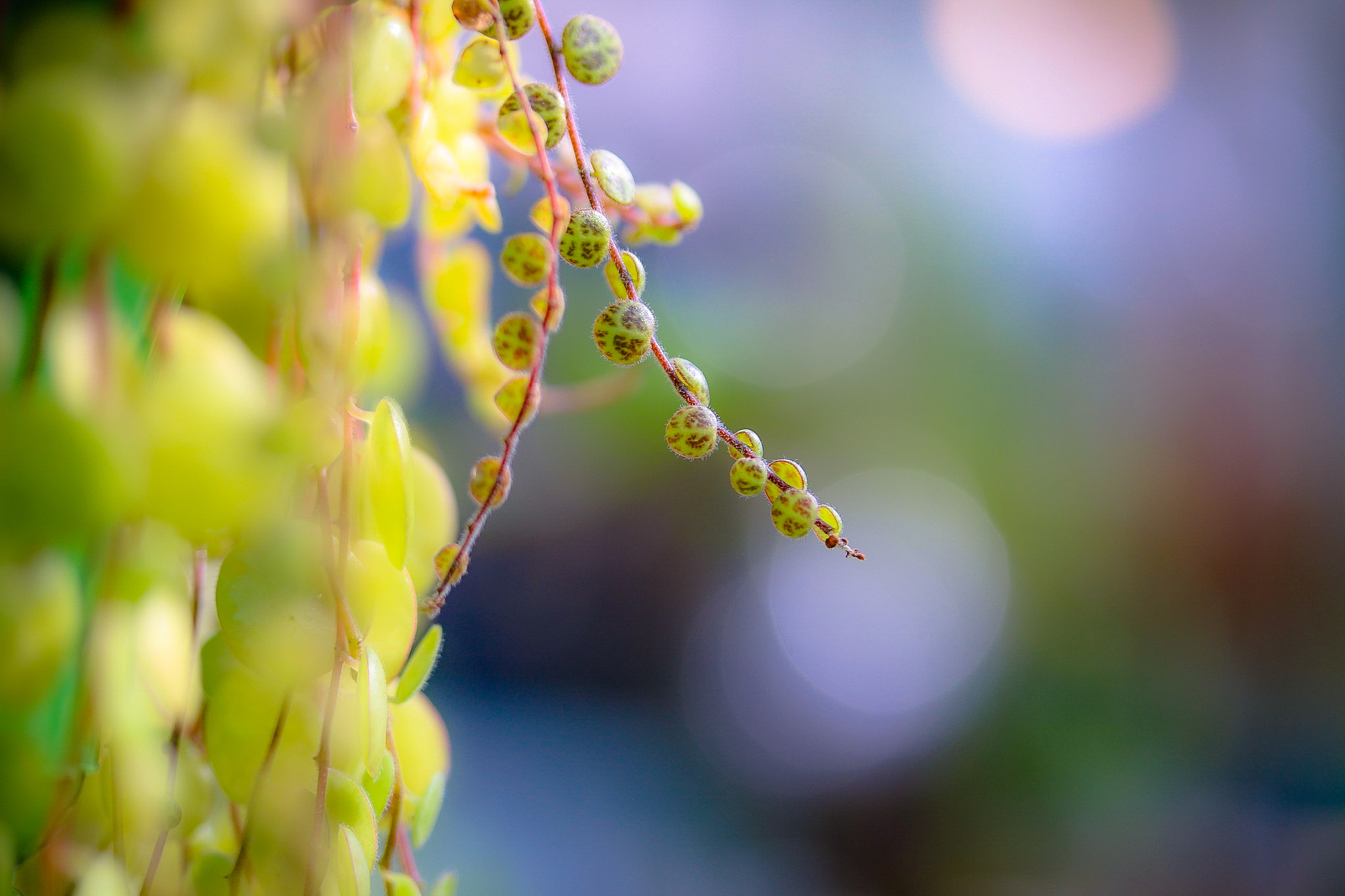 Canon EOS 760D (EOS Rebel T6s / EOS 8000D) sample photo. Signs of spring photography