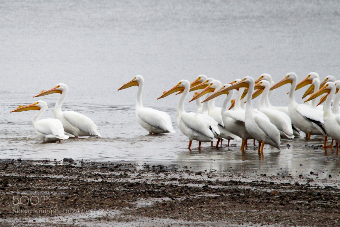 Canon EOS 1300D (EOS Rebel T6 / EOS Kiss X80) sample photo. White pelicans photography
