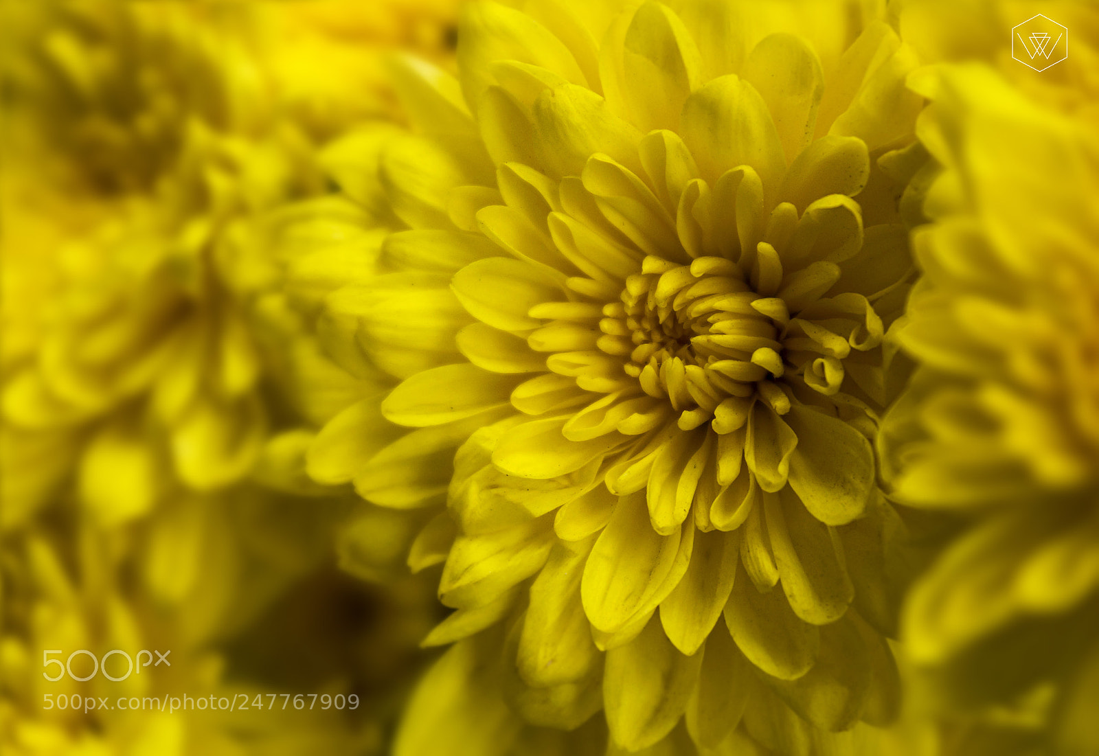 Canon EOS 1200D (EOS Rebel T5 / EOS Kiss X70 / EOS Hi) sample photo. Yellow flower photography