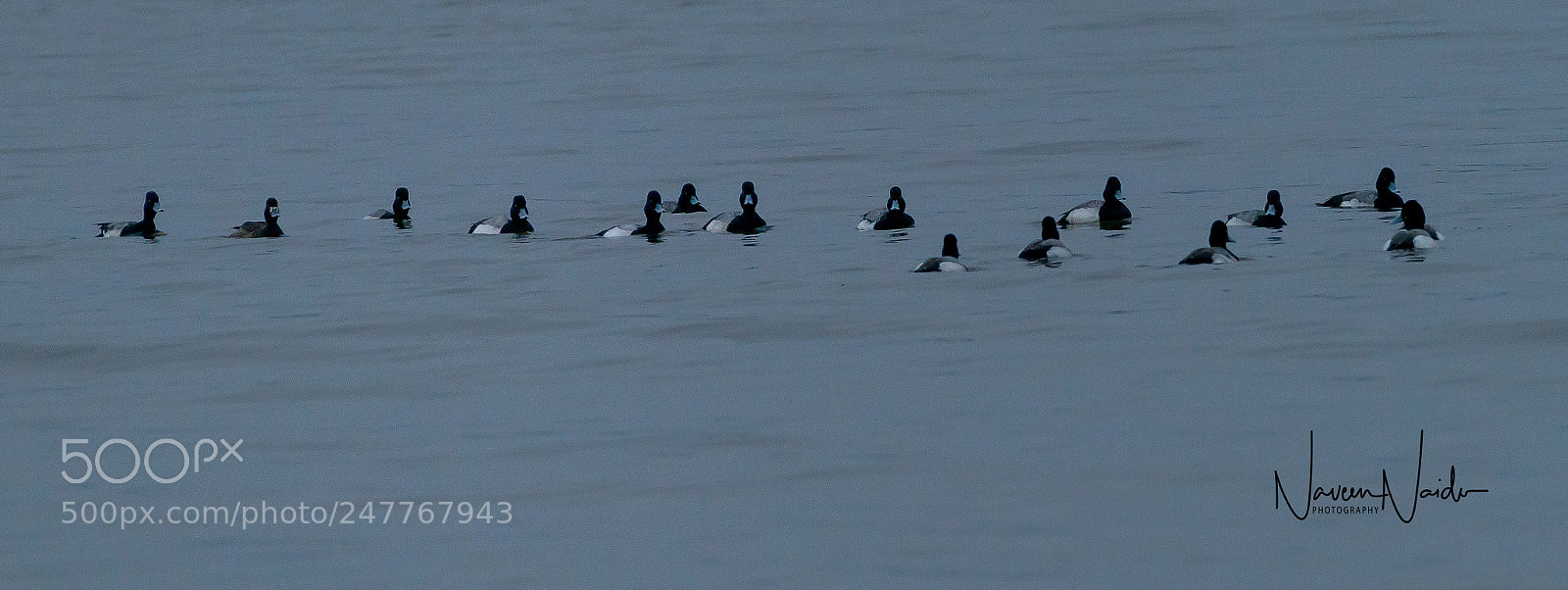 Nikon D800 sample photo. Scaups photography