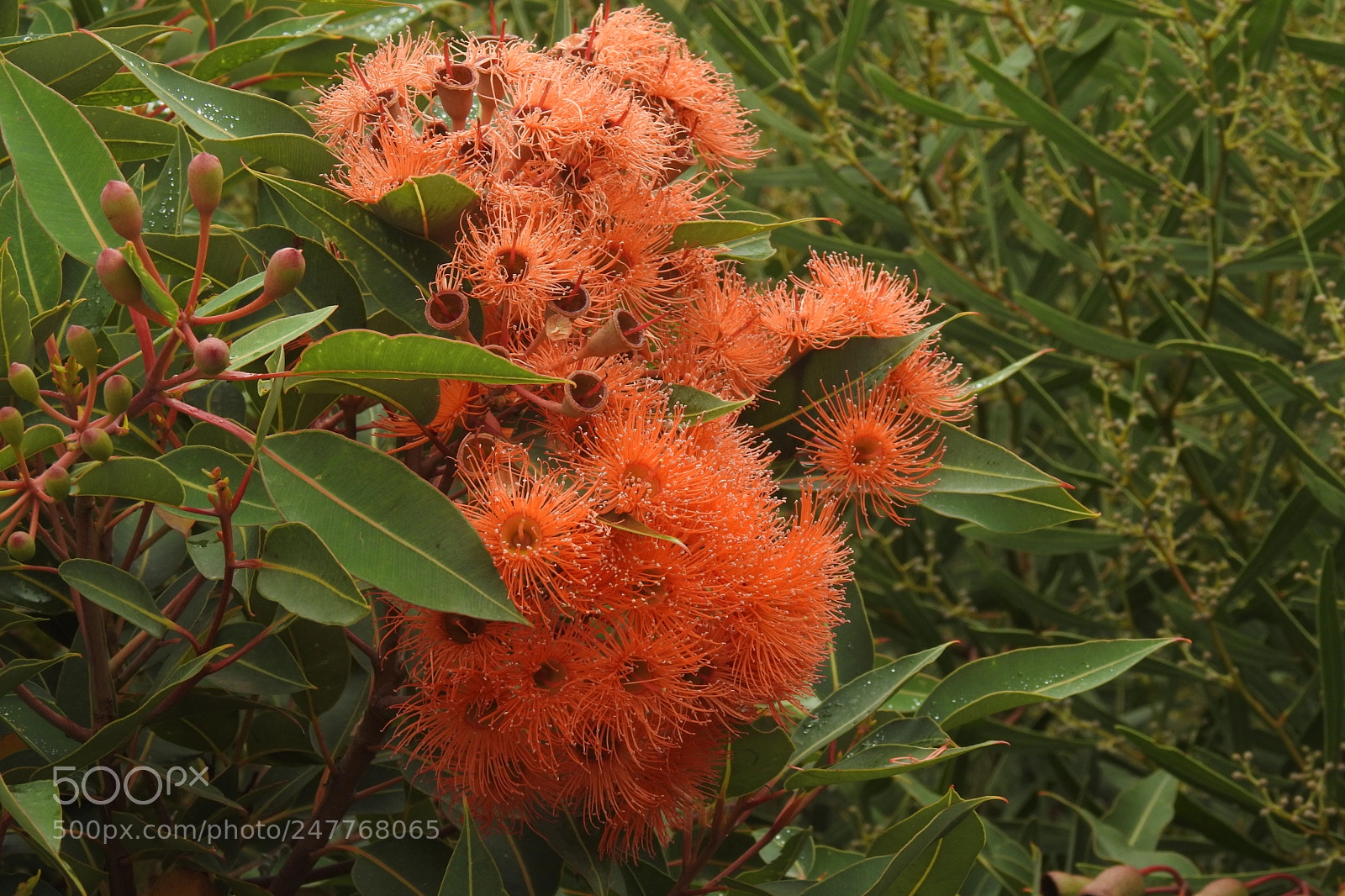 Nikon Coolpix P900 sample photo. Australian native brush photography