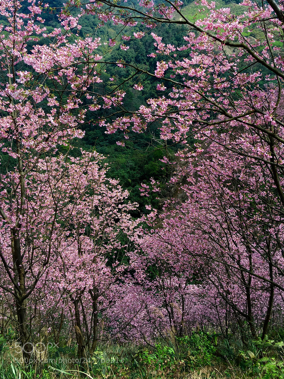 Apple iPhone 6s Plus sample photo. Spring is coming photography