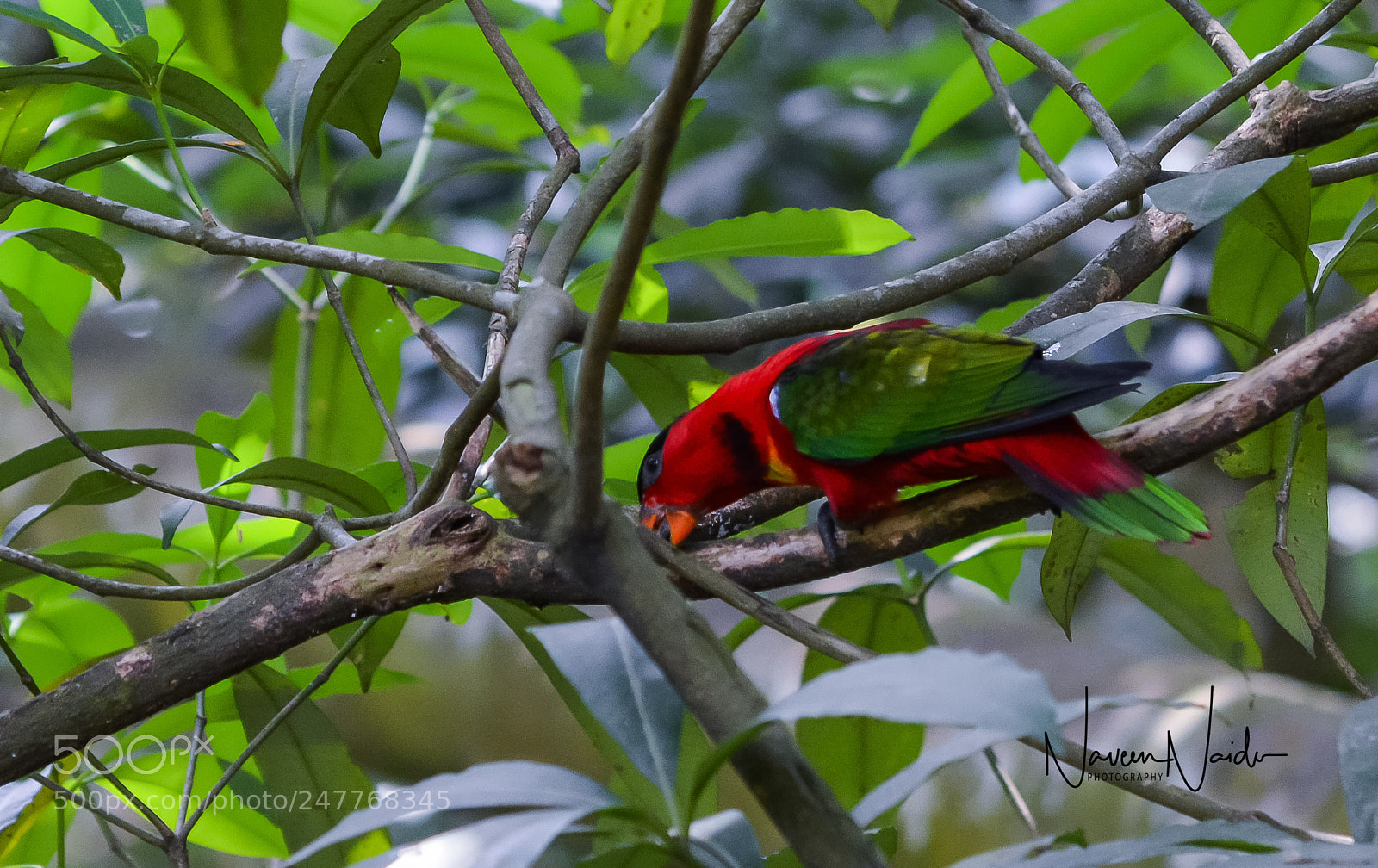 Nikon D5200 sample photo. Parrot photography