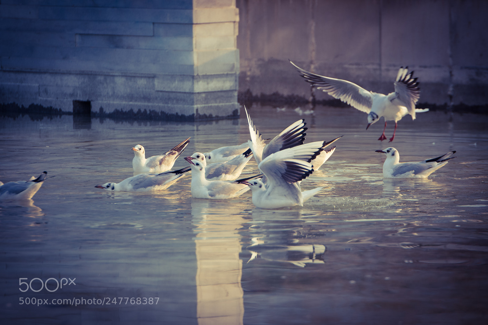 Nikon D5500 sample photo. Seagulls in the fountain photography