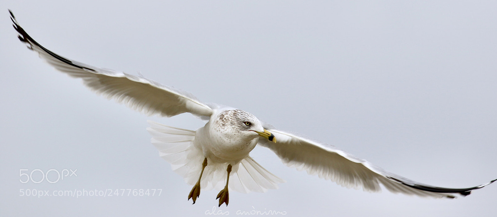 Canon EOS 7D Mark II sample photo. Wind and wings..... part photography