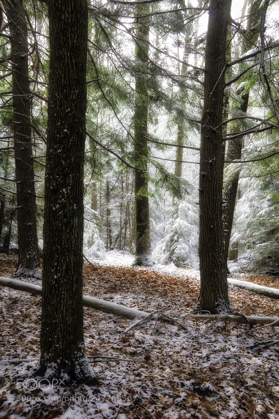 Canon EOS 60D sample photo. Snowy woods photography