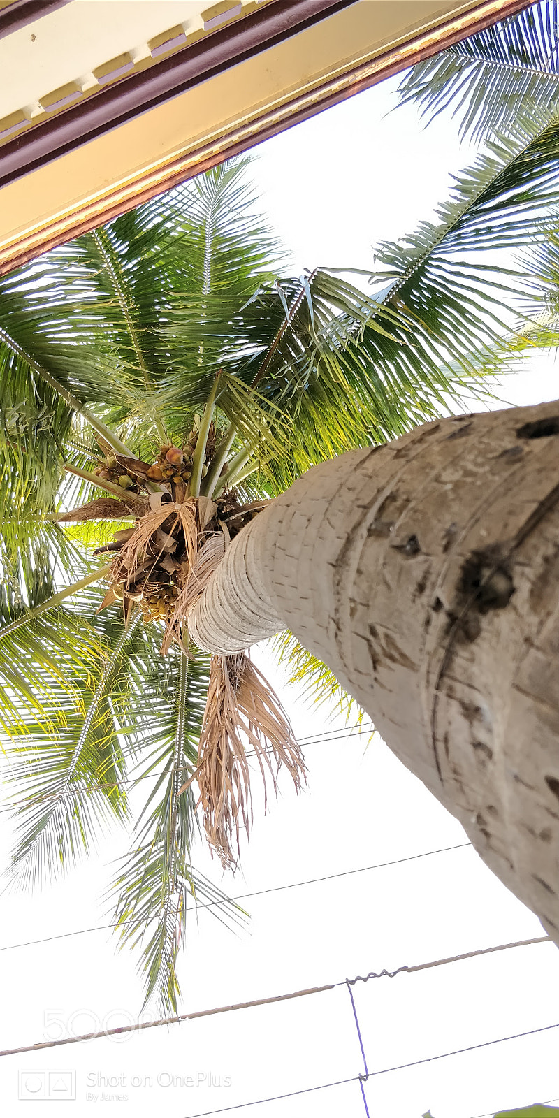 OnePlus 5T sample photo. Coconut photography