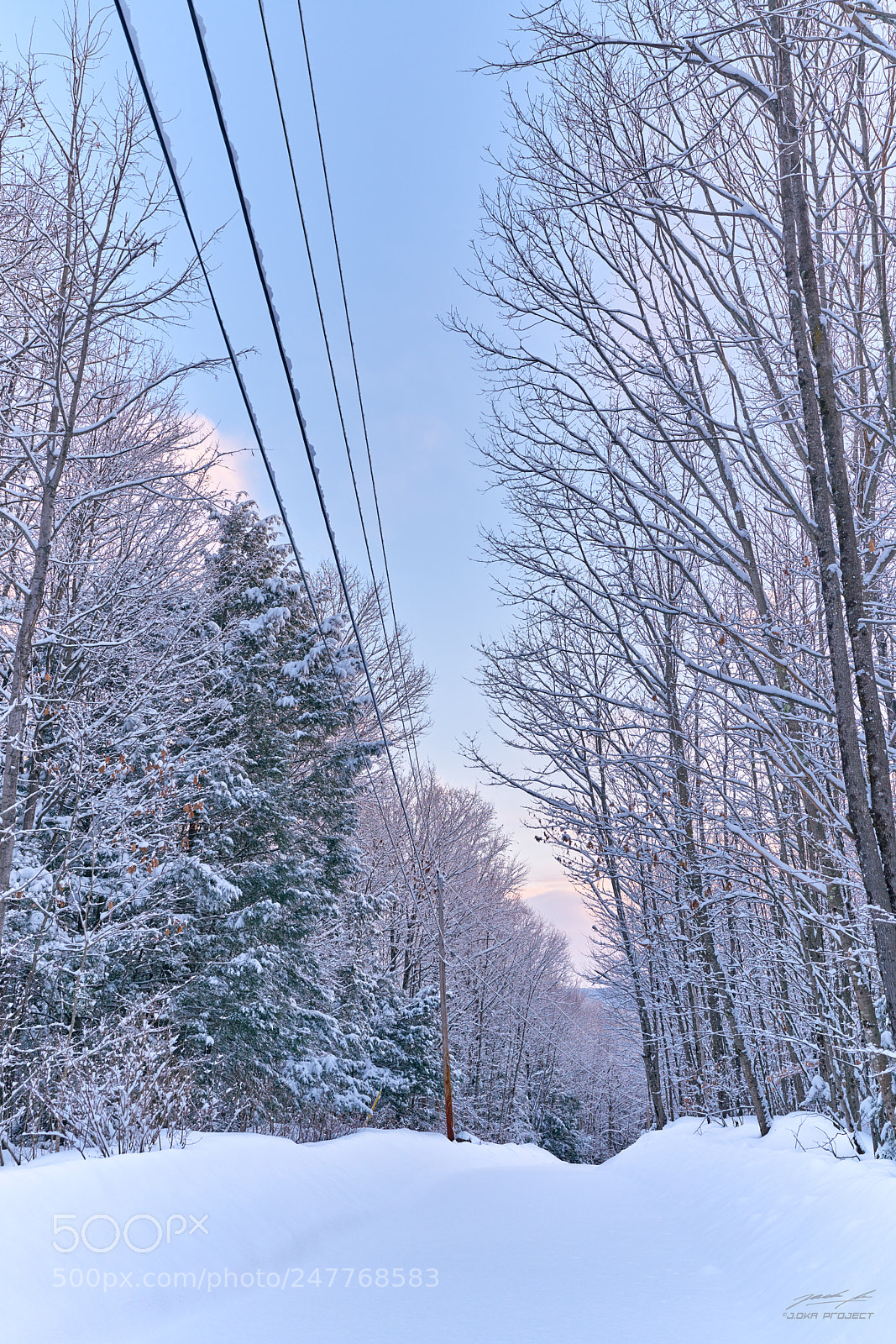 Sony a7R II sample photo. Snow covered avenue photography