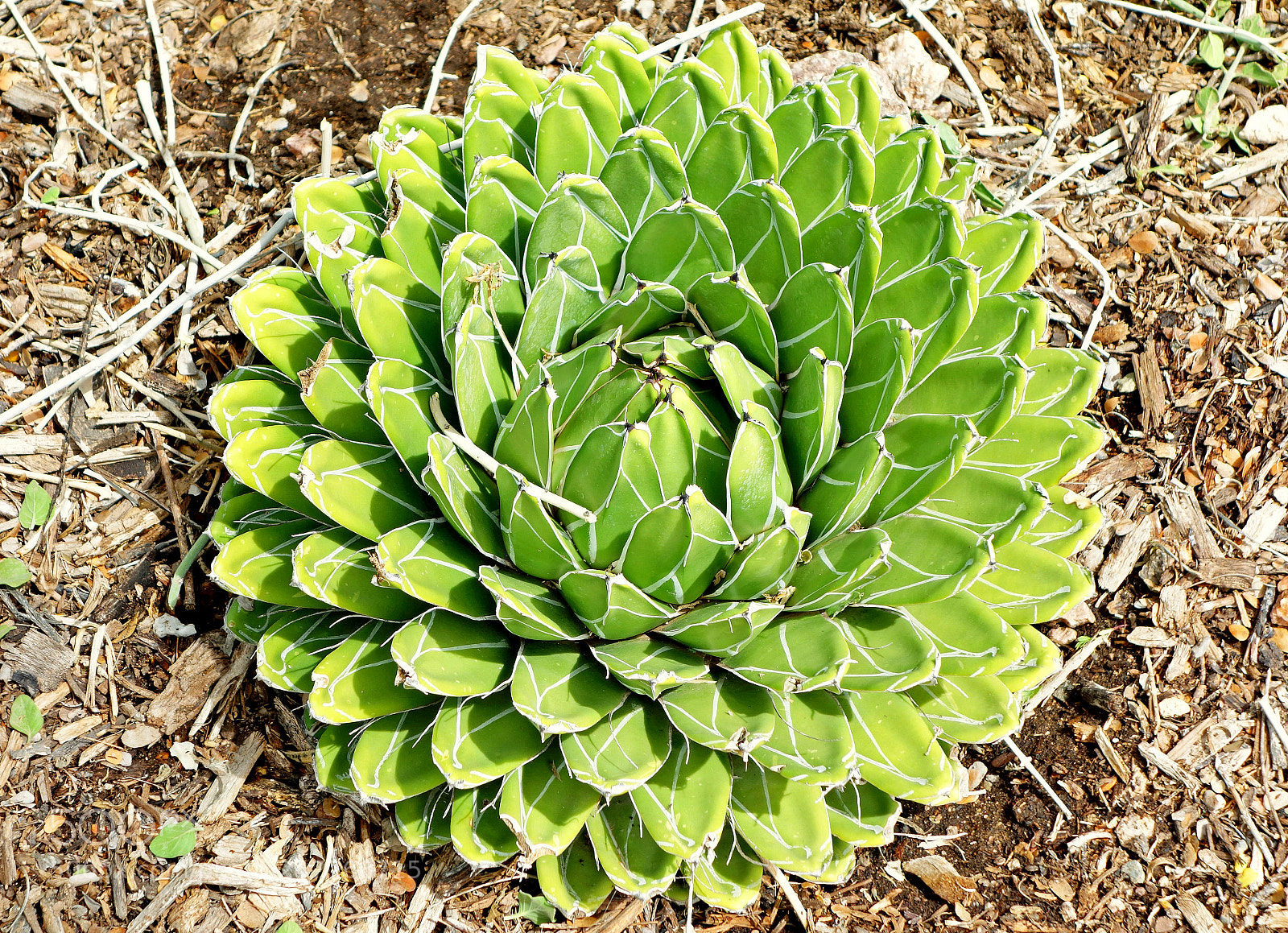 Sony Cyber-shot DSC-RX100 sample photo. Desert green rosette photography