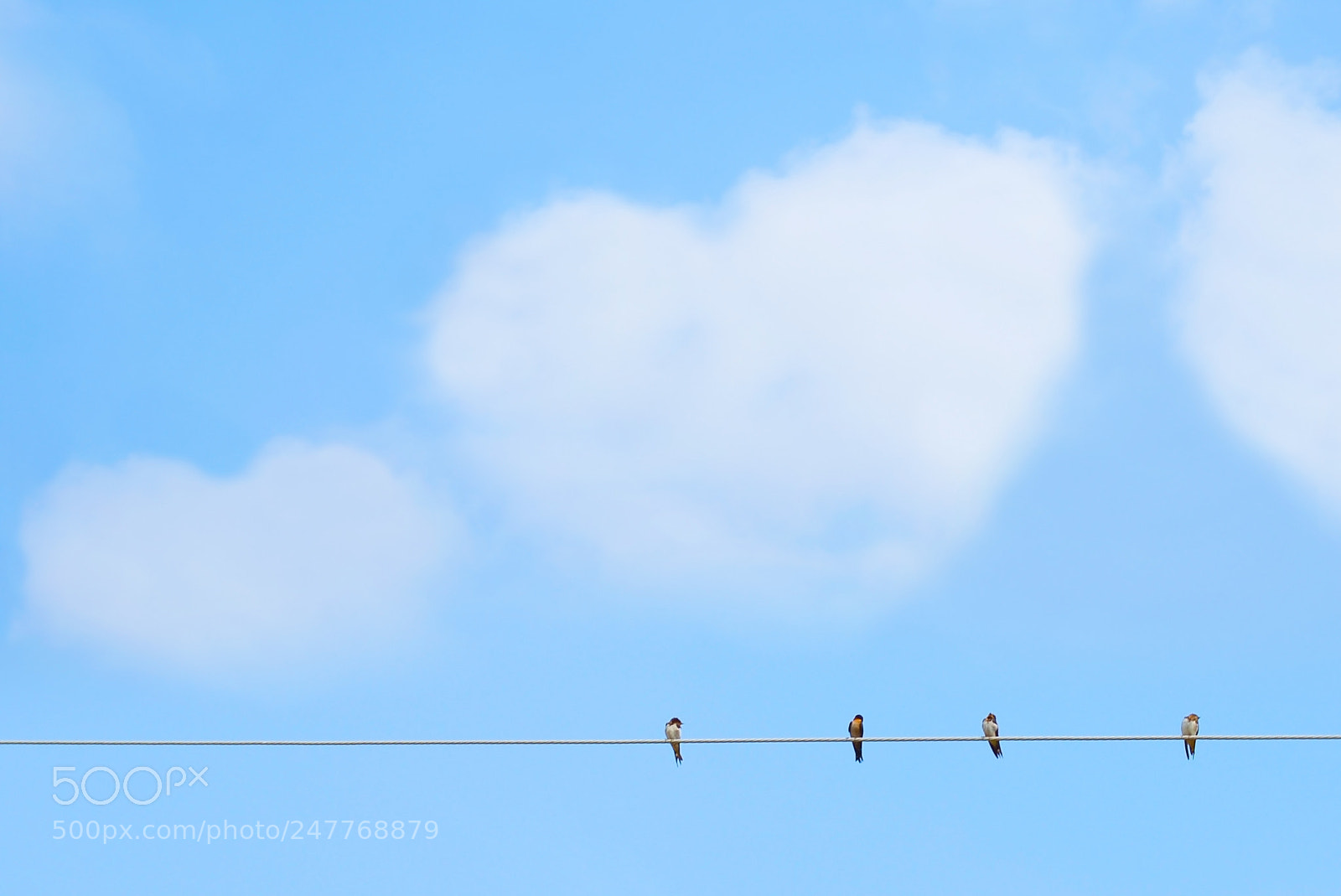 Nikon D610 sample photo. Four bird and love photography