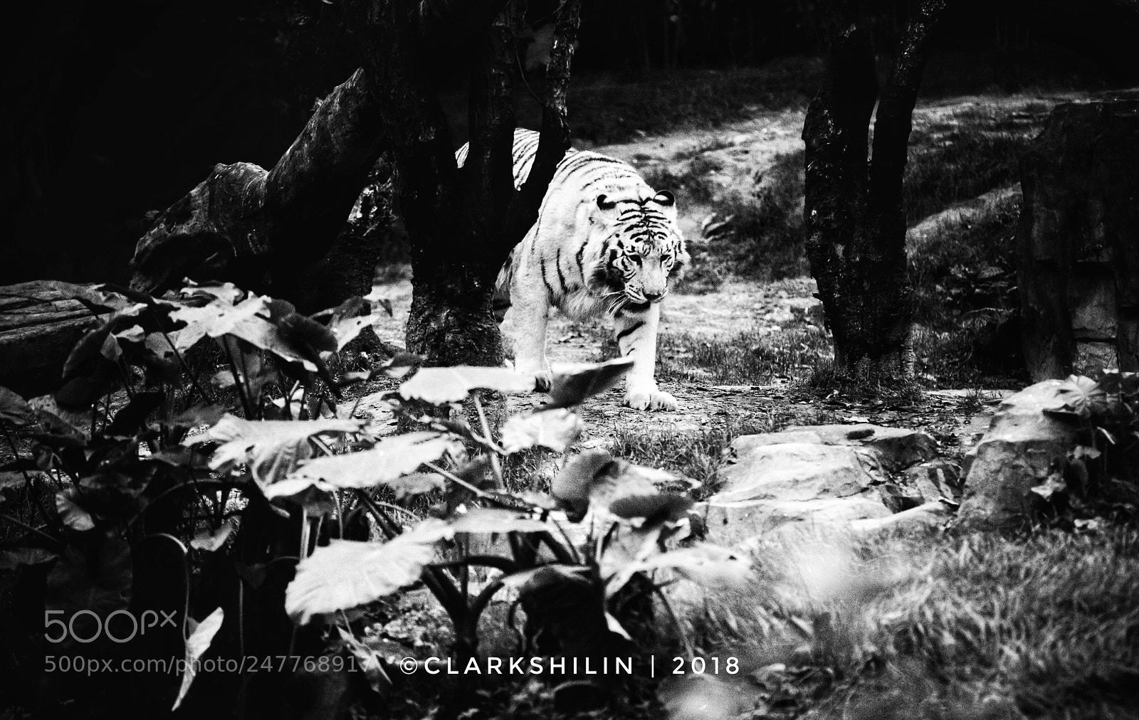 Canon EOS 5DS sample photo. Tiger photography