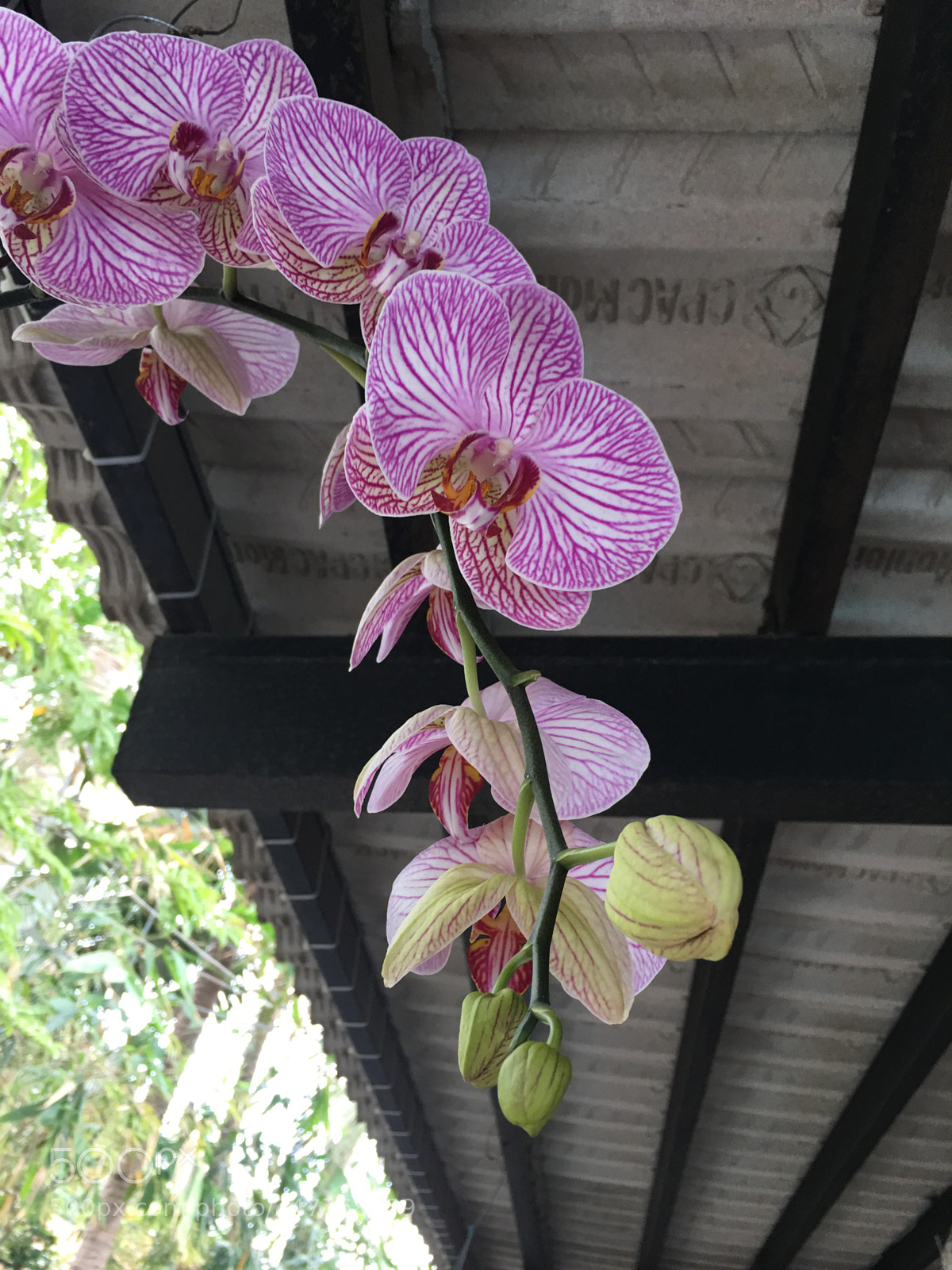 Apple iPhone 6s Plus sample photo. Untitled photography