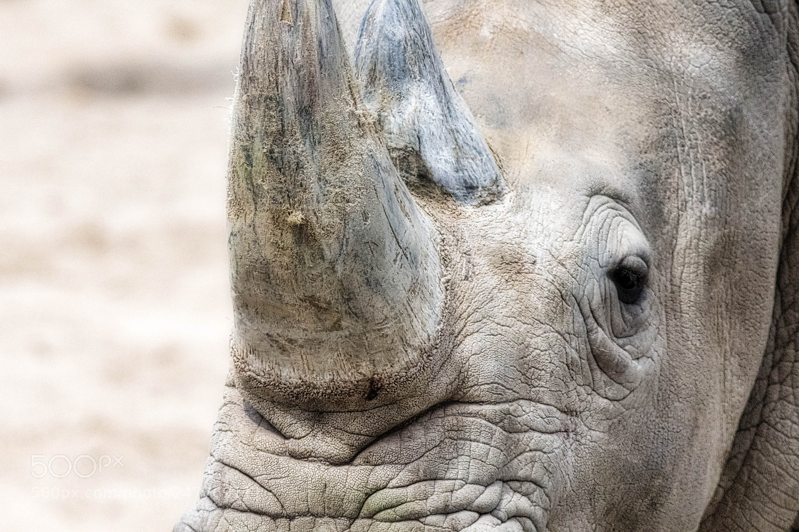 Nikon D7200 sample photo. White rhino - toronto photography