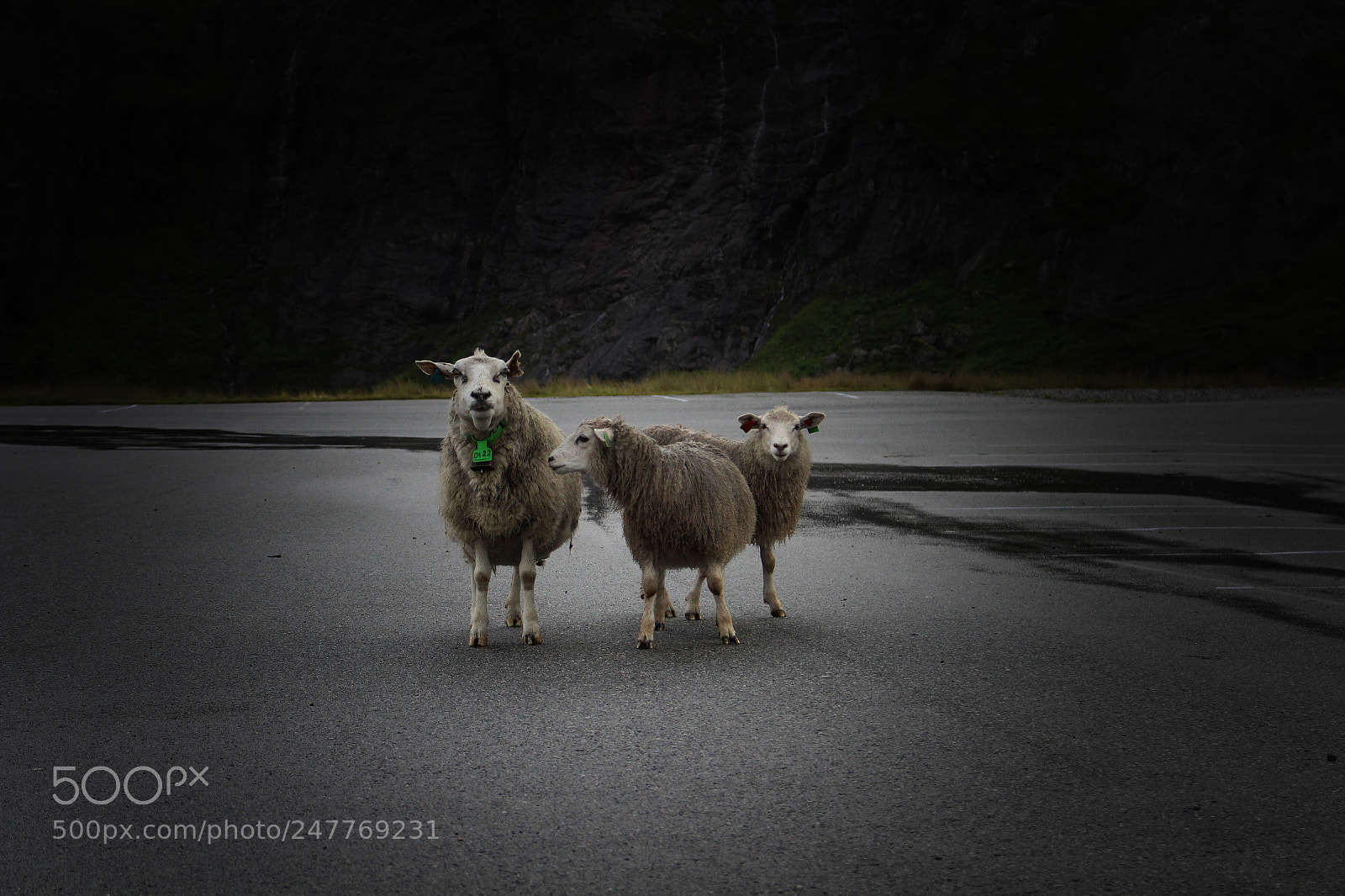 Canon EOS 700D (EOS Rebel T5i / EOS Kiss X7i) sample photo. Lost lambs photography