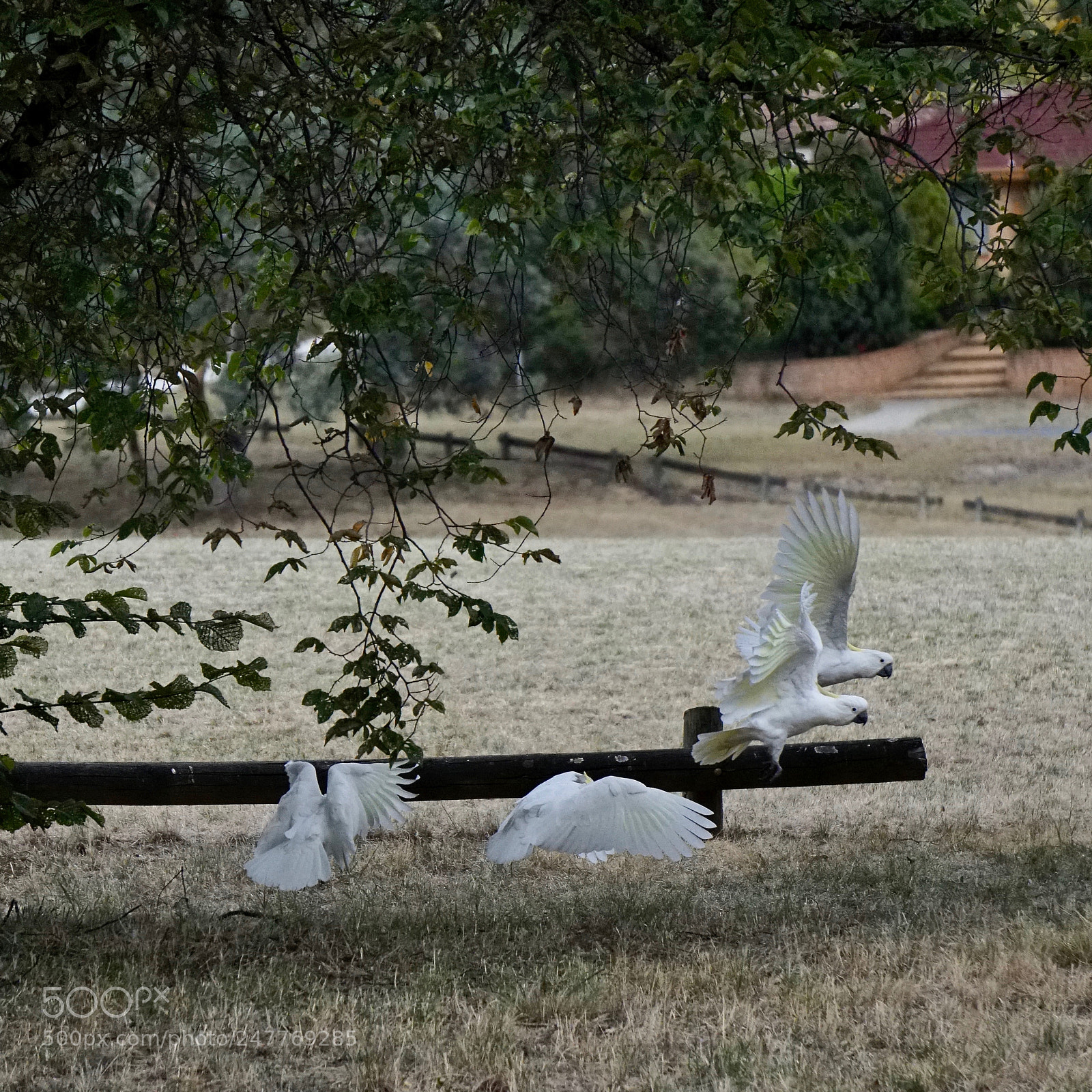 Sony a6500 sample photo. Taking flight photography