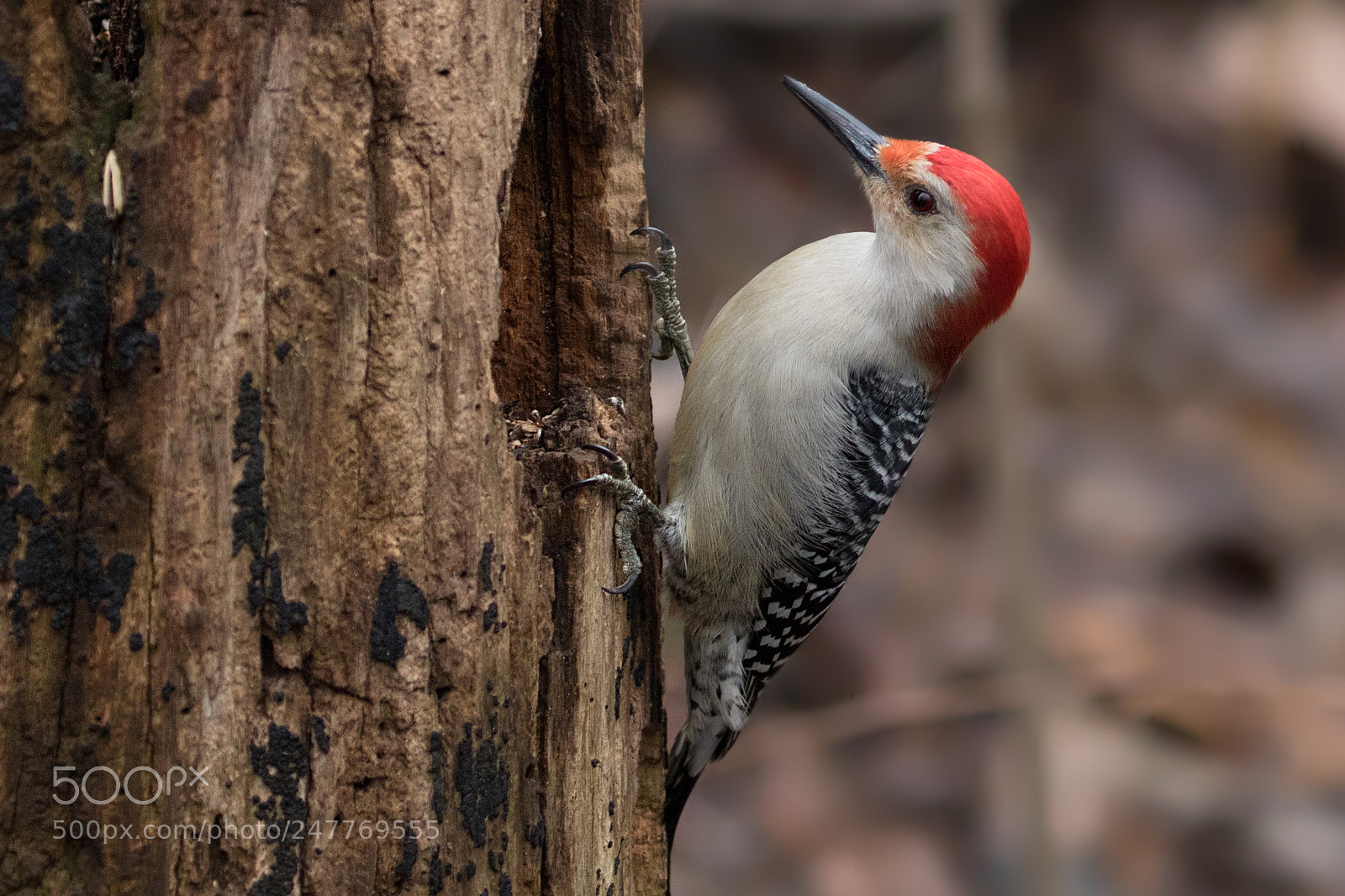 Canon EOS 7D Mark II sample photo. Male red bellied woodpecker photography
