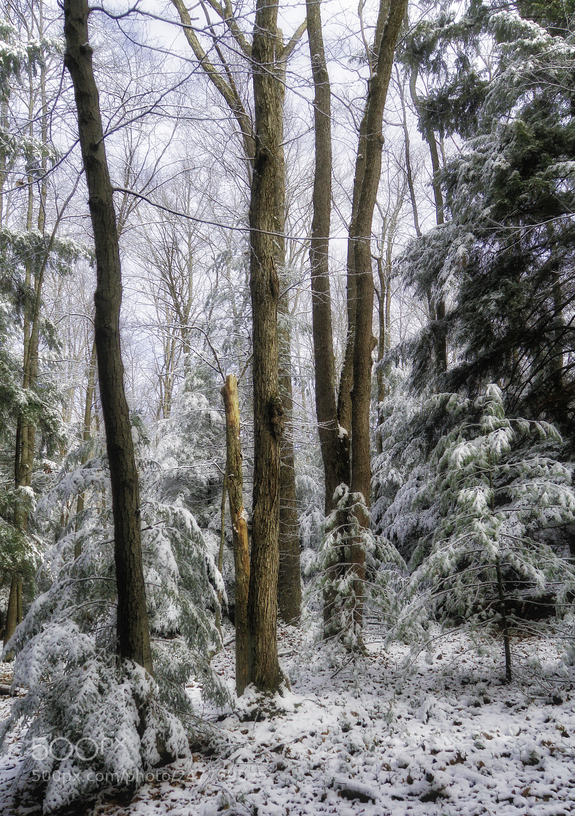 Canon EOS 60D sample photo. Snowy woods photography