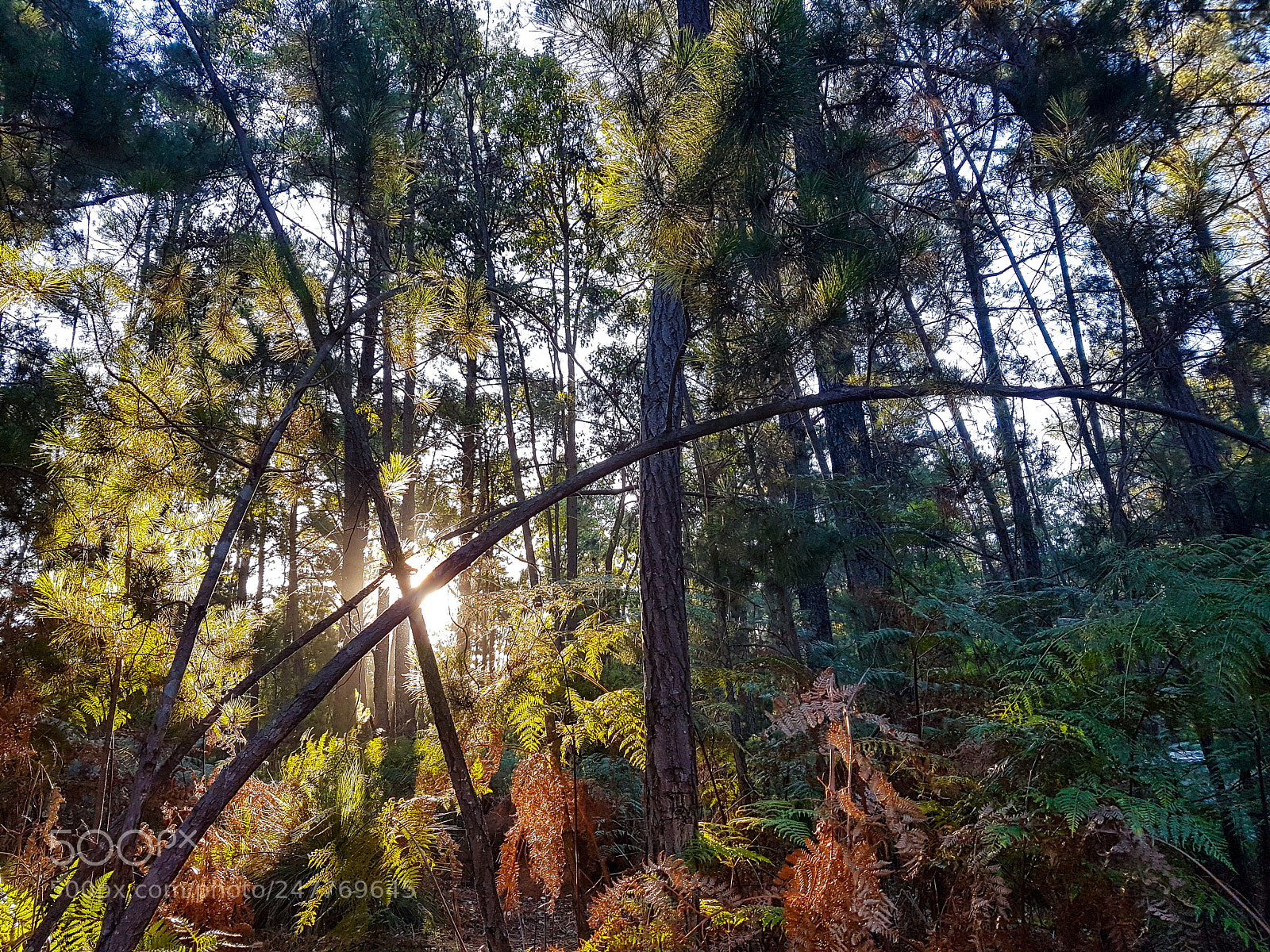 Samsung Galaxy S7 Edge sample photo. The forest photography
