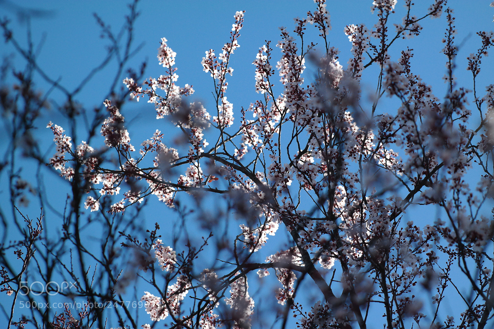 Samsung NX30 sample photo. Blue sky bloom photography