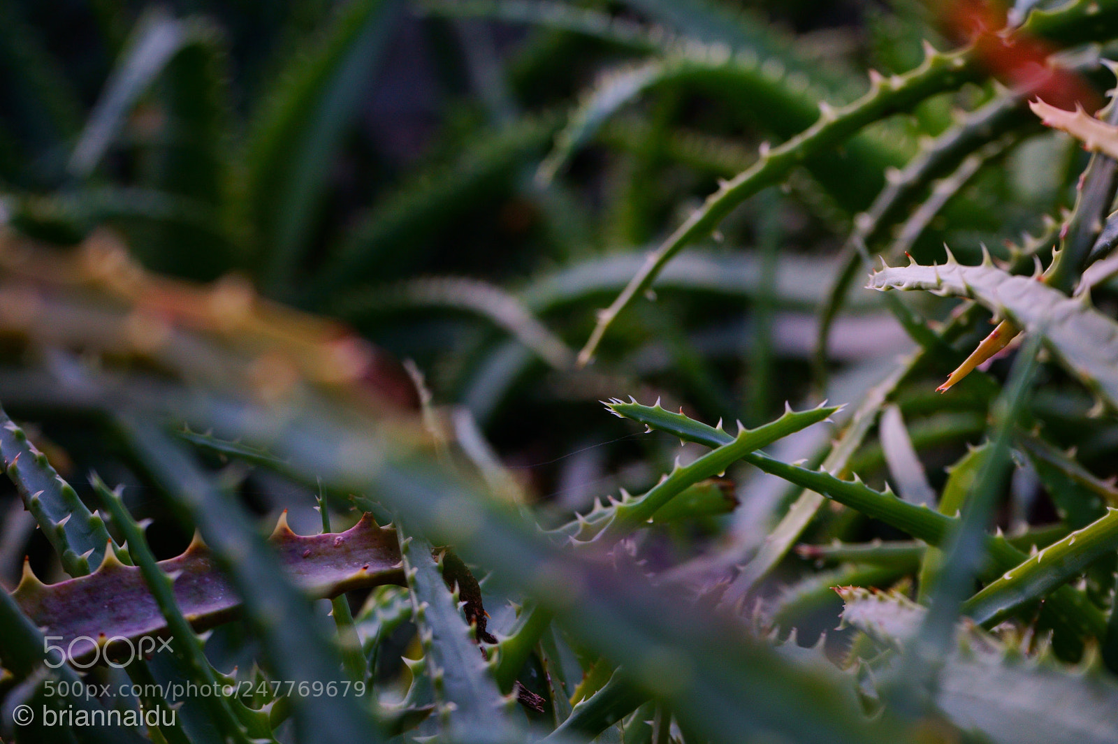 Sony a6500 sample photo. Bed of thorns photography