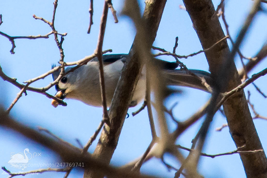 Nikon D5200 sample photo. Tufted titmouse photography