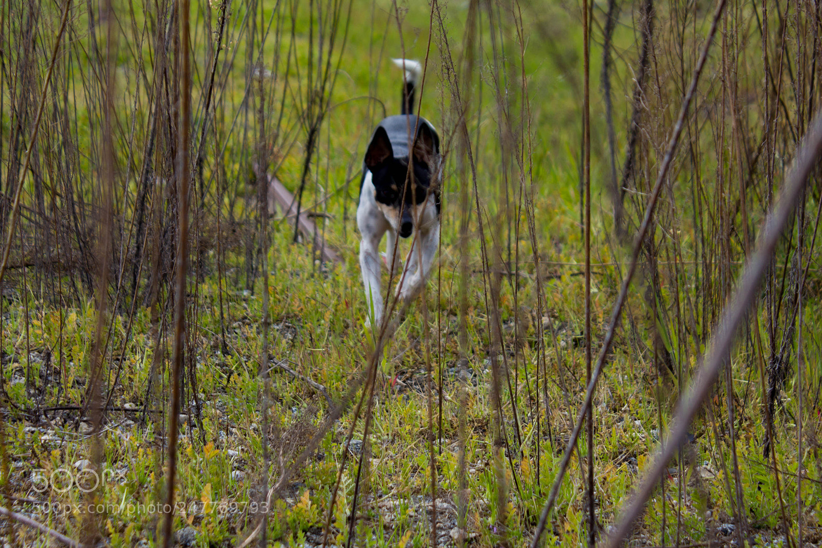Canon EOS 550D (EOS Rebel T2i / EOS Kiss X4) sample photo. In the brush photography