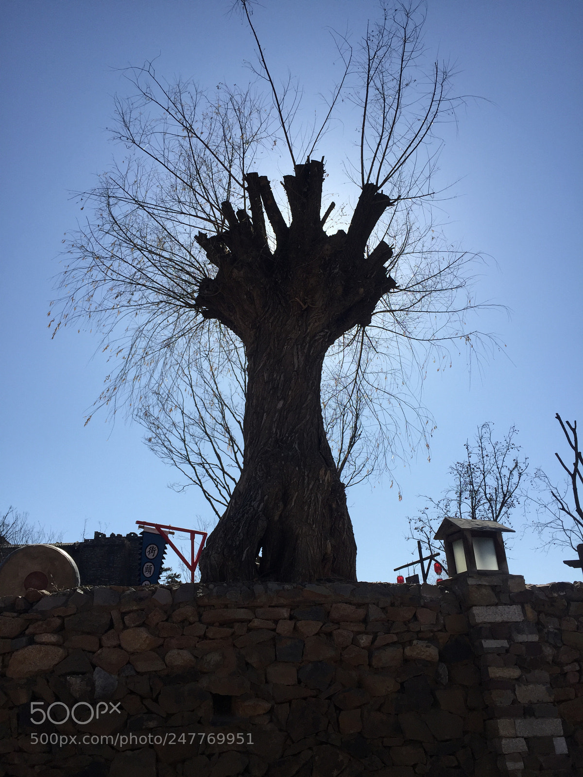 Apple iPhone 6 Plus sample photo. Tree’s shadow photography