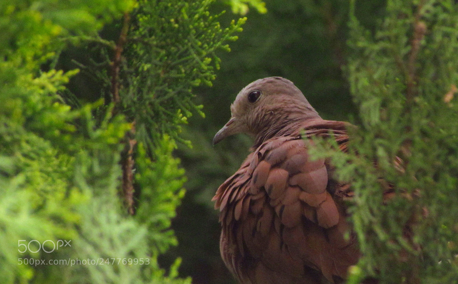Canon PowerShot SX30 IS sample photo. Flying, almost. photography
