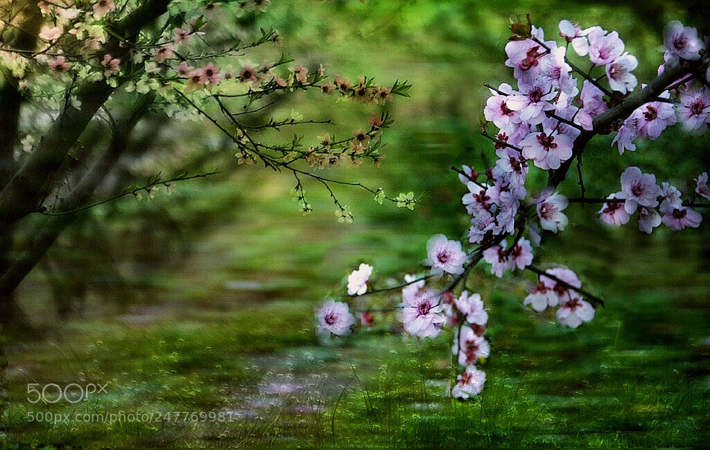 Nikon D300 sample photo. 桃花盛开的地方 photography