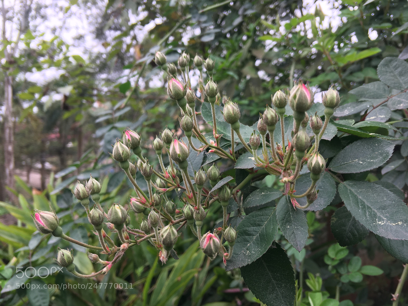 Apple iPhone 6s Plus sample photo. Untitled photography