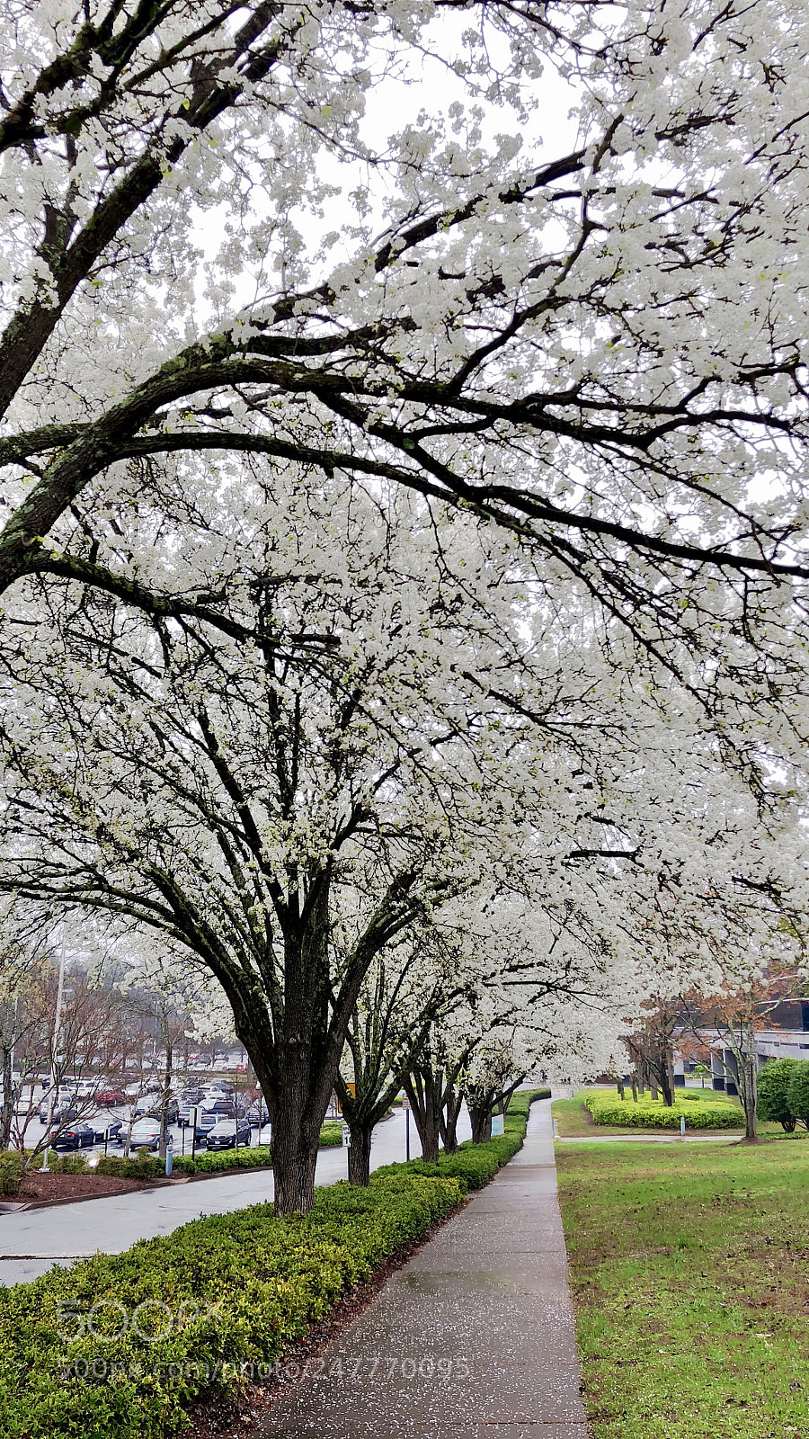 Apple iPhone X sample photo. Early spring photography