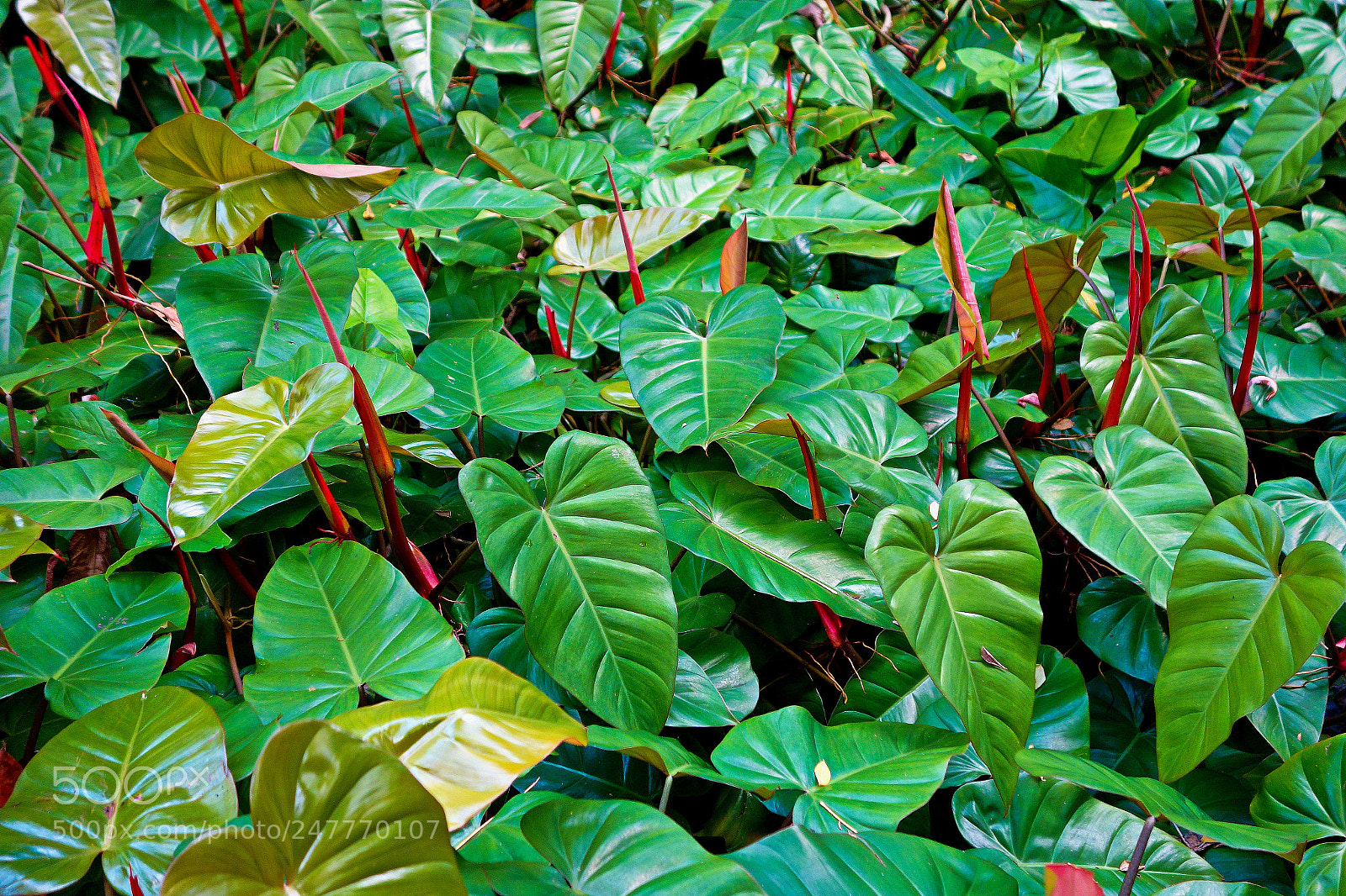 Sony Cyber-shot DSC-RX100 sample photo. Red and green tropics photography