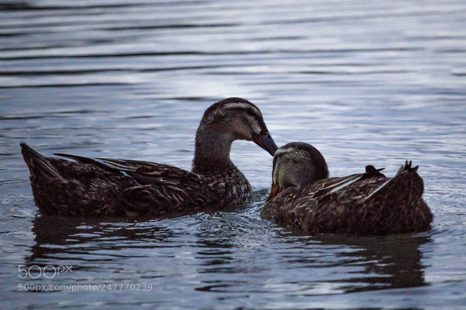 Canon EOS 100D (EOS Rebel SL1 / EOS Kiss X7) sample photo. Ducks photography