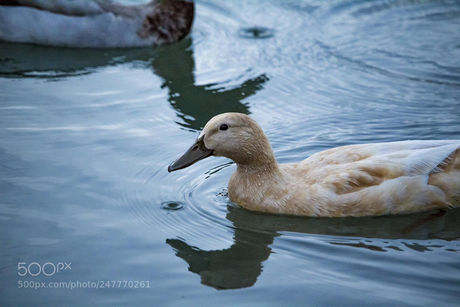Canon EOS 100D (EOS Rebel SL1 / EOS Kiss X7) sample photo. Duck on a pond photography