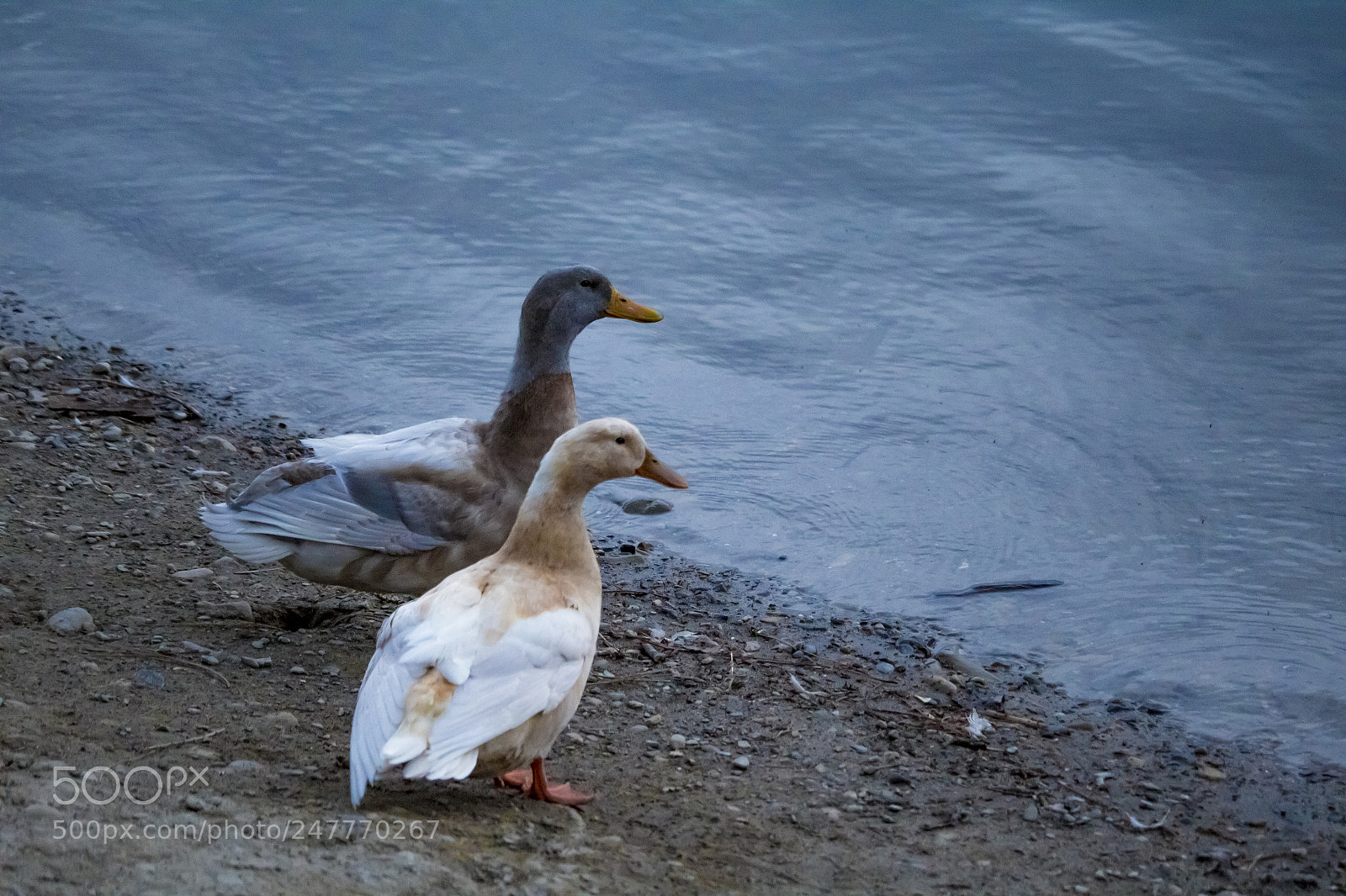 Canon EOS 100D (EOS Rebel SL1 / EOS Kiss X7) sample photo. Ducks photography