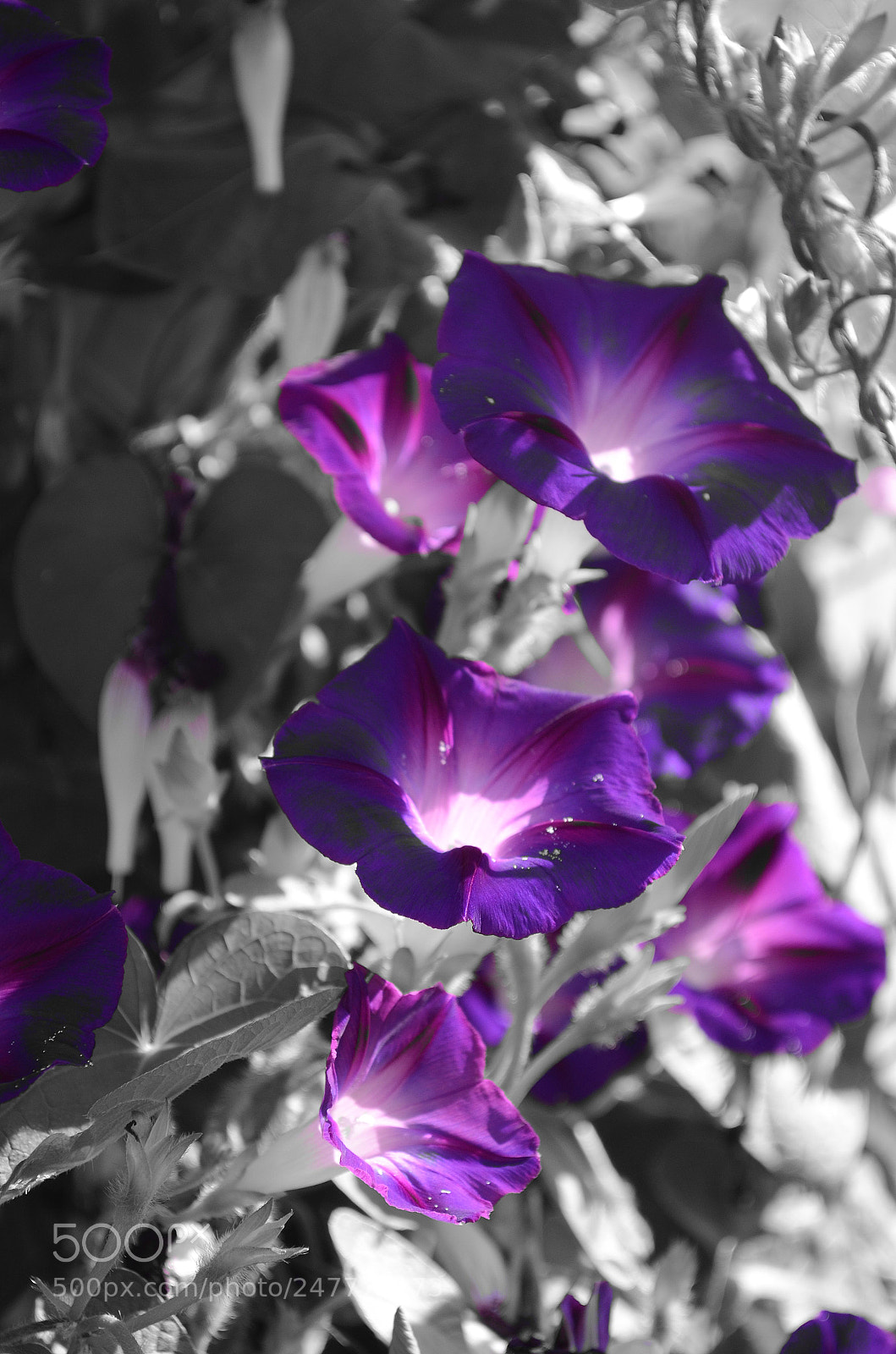 Nikon D5100 sample photo. Selective color photography