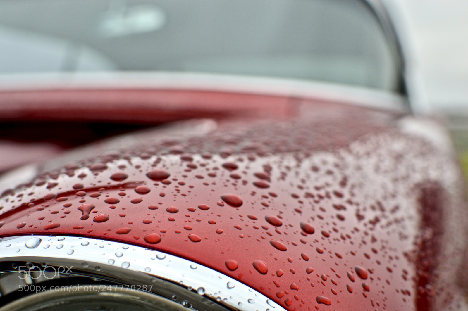 Nikon D3200 sample photo. Wet red photography