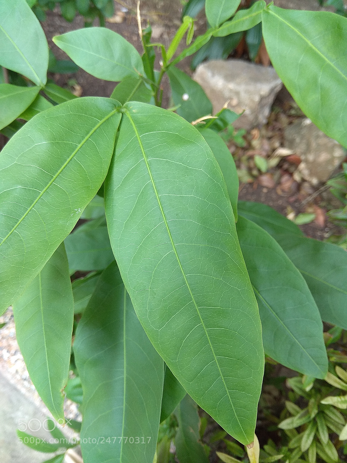 Xiaomi Redmi Note 4 sample photo. Macro photography