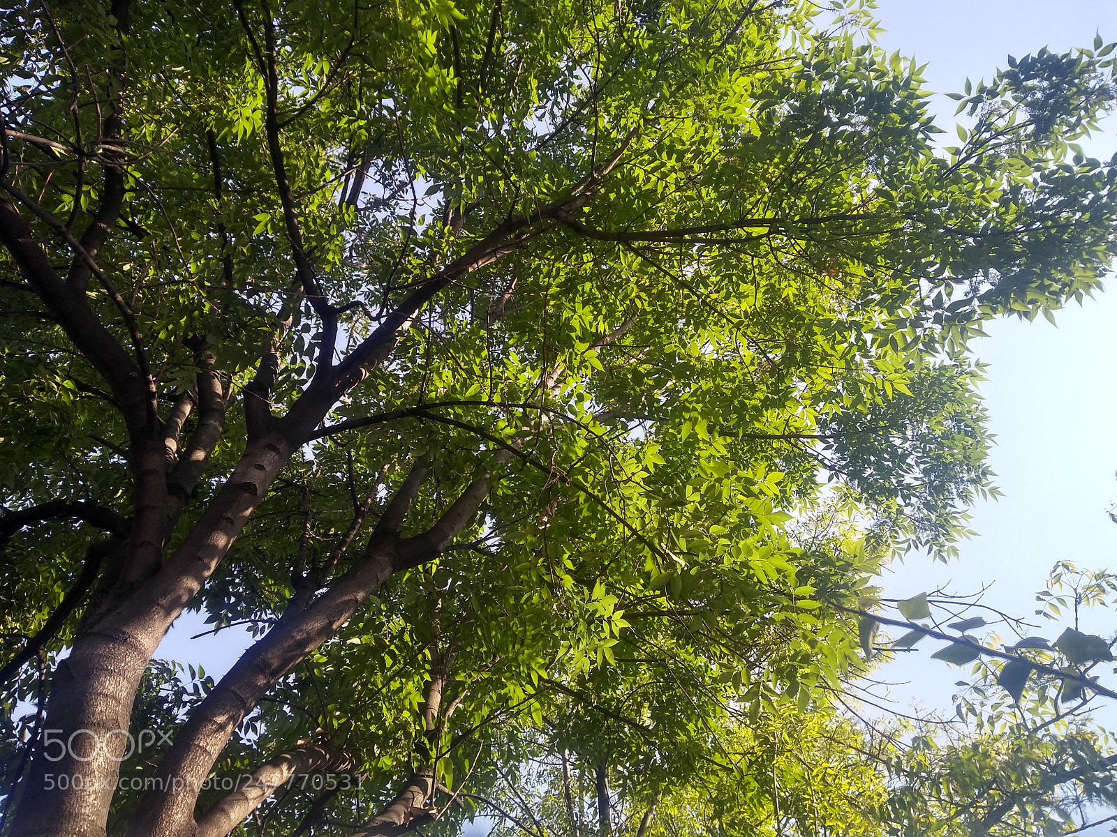 Motorola Moto G (5S) Plus sample photo. Leaf's photography