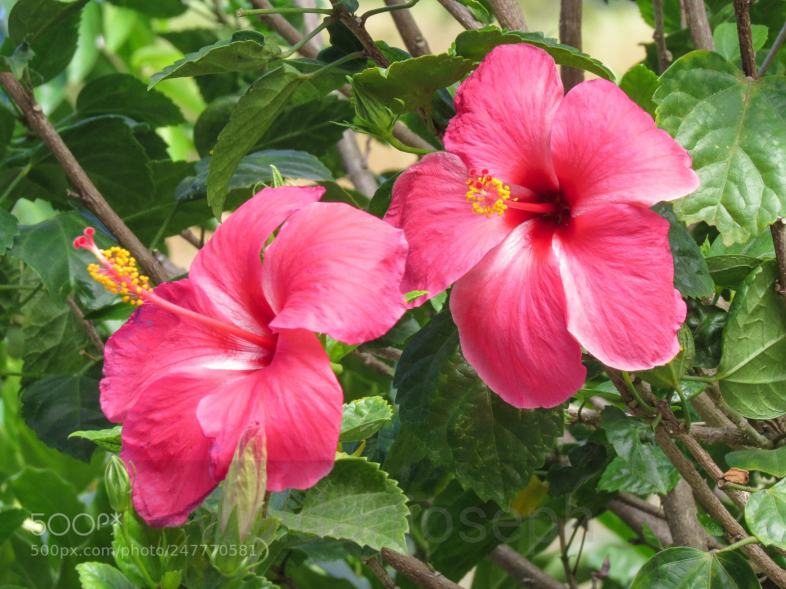 Canon PowerShot SX50 HS sample photo. Hibiscus photography