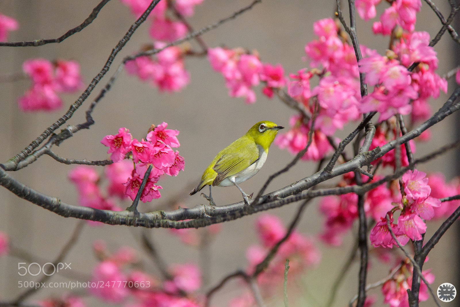 Canon EOS 7D Mark II sample photo. Untitled photography