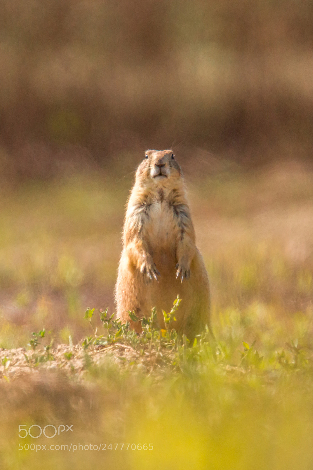 Sony SLT-A77 sample photo. Prairie dog photography