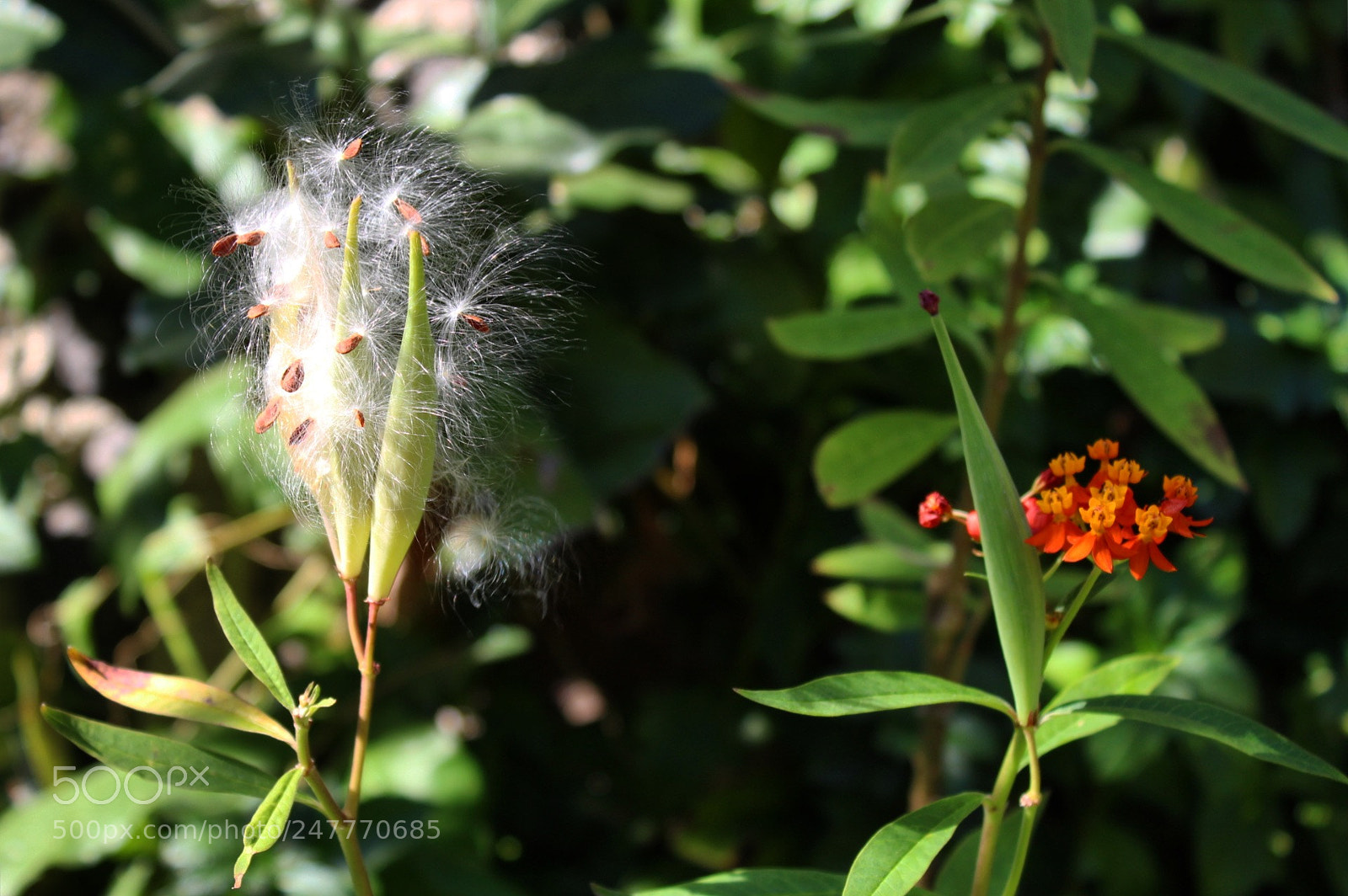 Canon EOS 1300D (EOS Rebel T6 / EOS Kiss X80) sample photo. We all bloom at photography
