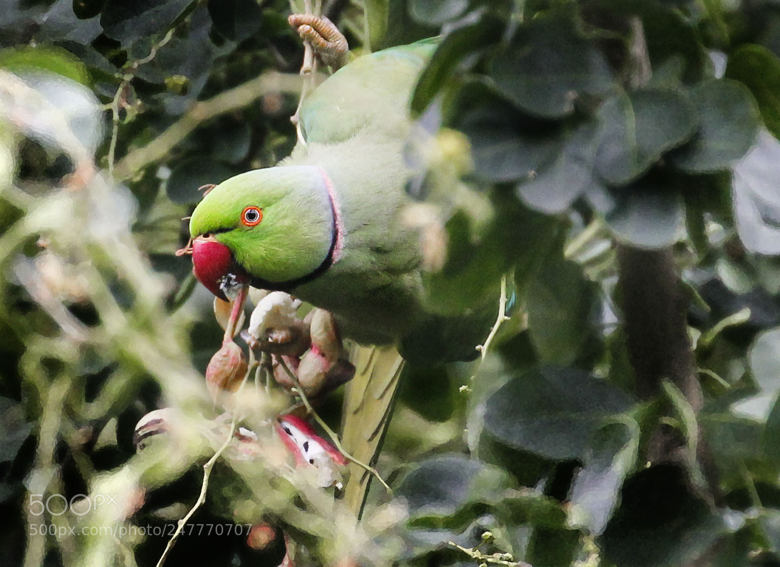 Canon EOS 550D (EOS Rebel T2i / EOS Kiss X4) sample photo. Wild parrot - oahu photography