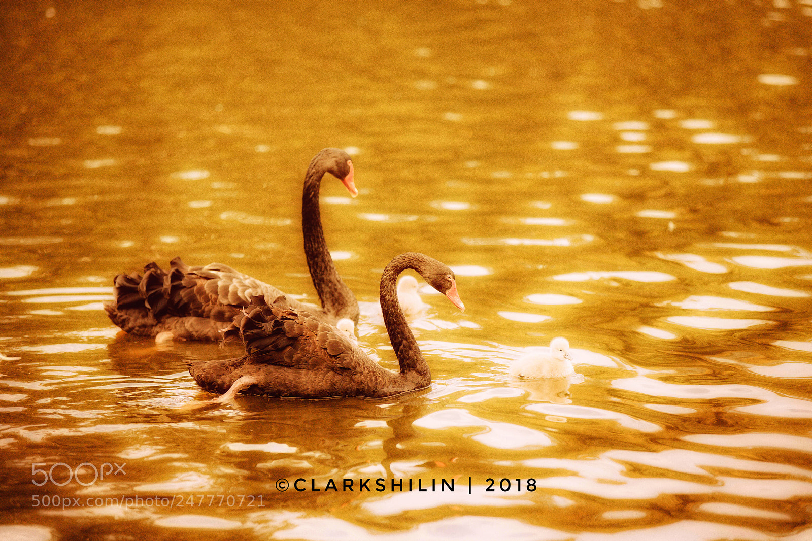 Canon EOS 5DS sample photo. Black swan photography